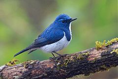 Ultramarine Flycatcher